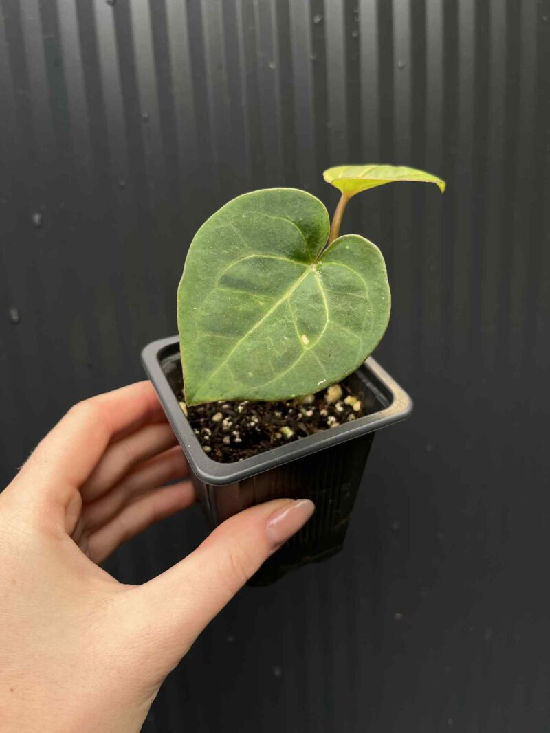 Anthurium  ‘HU’  King of Spades