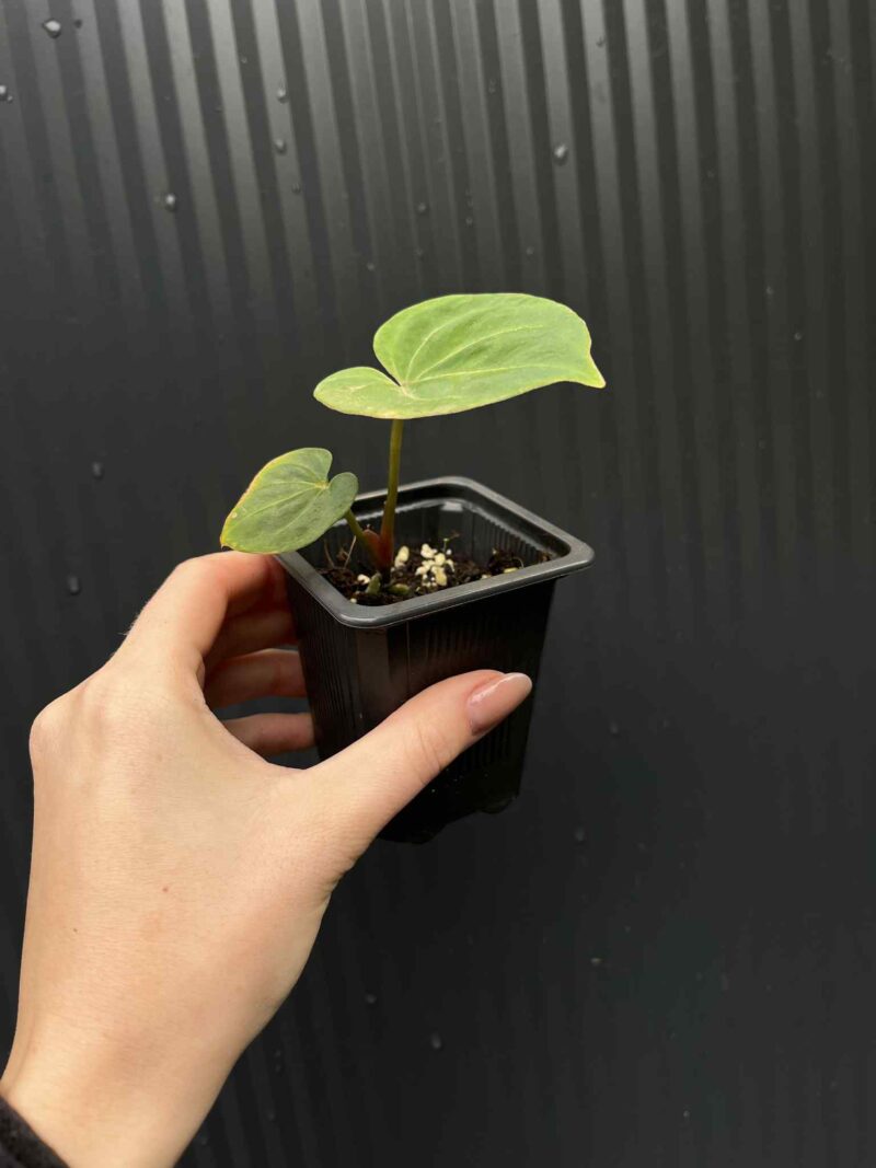 Anthurium  ‘HU’  King of Spades