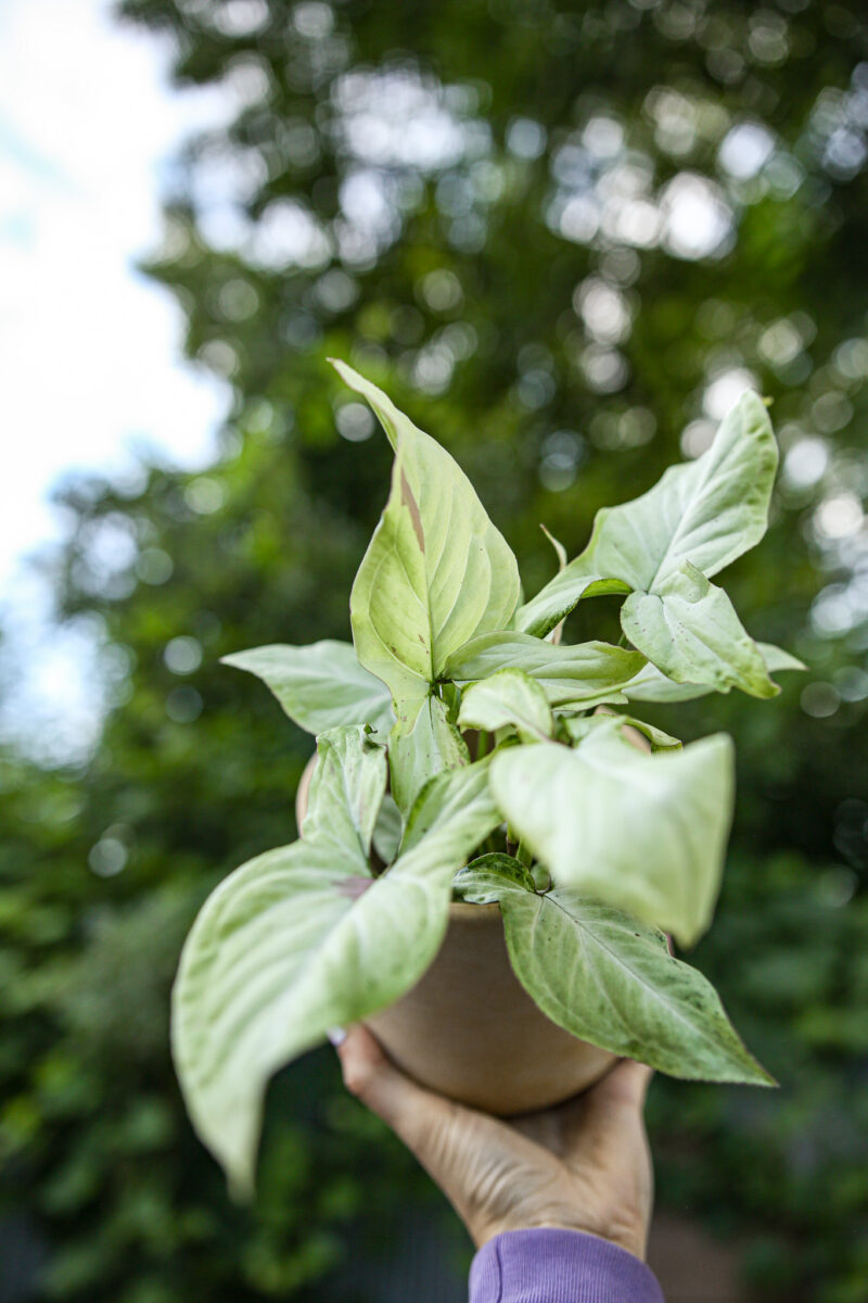 Syngonium Strawberry milk