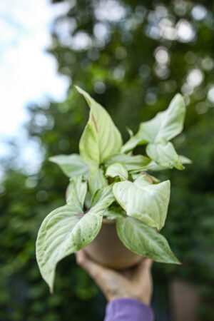 Syngonium Strawberry milk