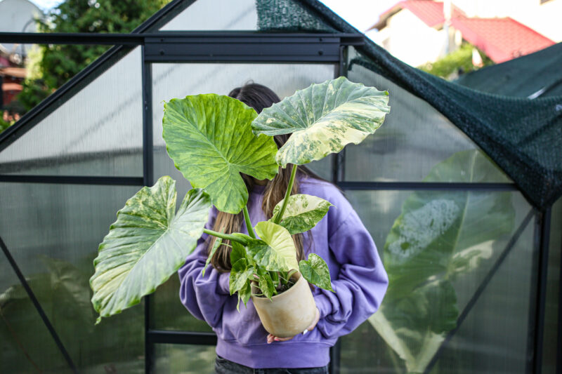 Alocasia Gageana Variegata Aurea