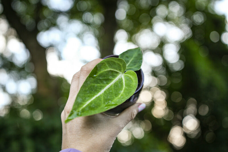 Anthurium Magnificum