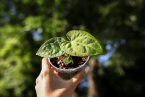 Anthurium papillilaminum seedlings