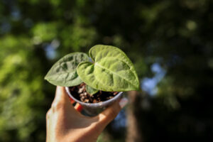 Anthurium papillilaminum seedlings