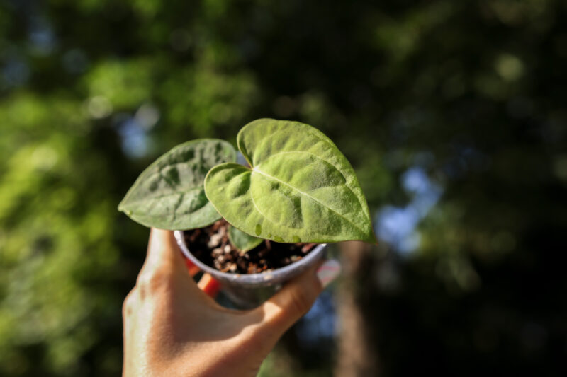 Anthurium papillilaminum seedlings