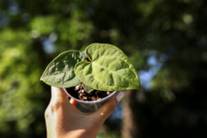 Anthurium papillilaminum seedlings