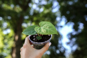 Anthurium papillilaminum seedlings