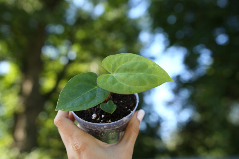 Anthurium papillilaminum seedlings