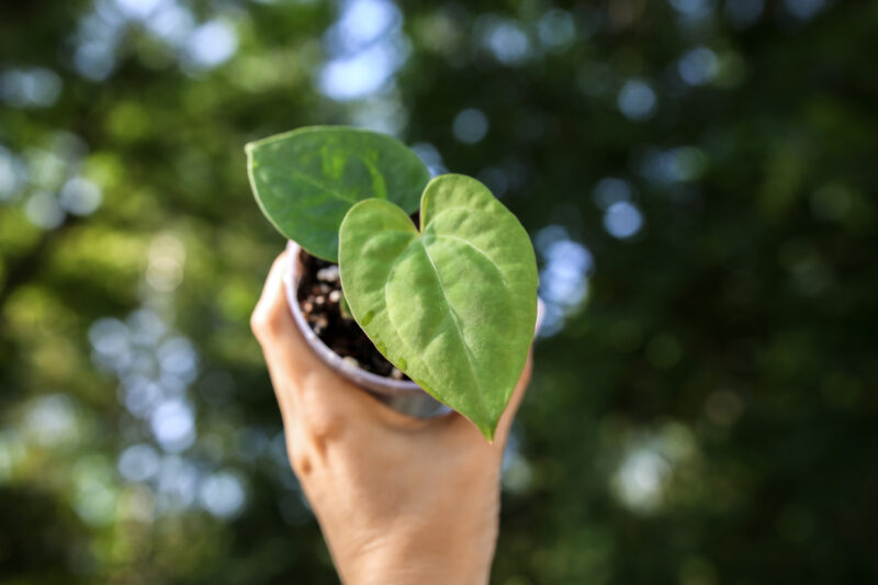 Anthurium papillilaminum seedlings