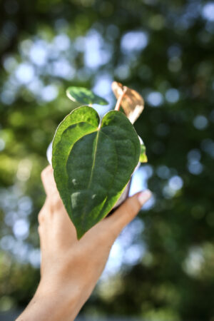Anthurium Dark Phoenix