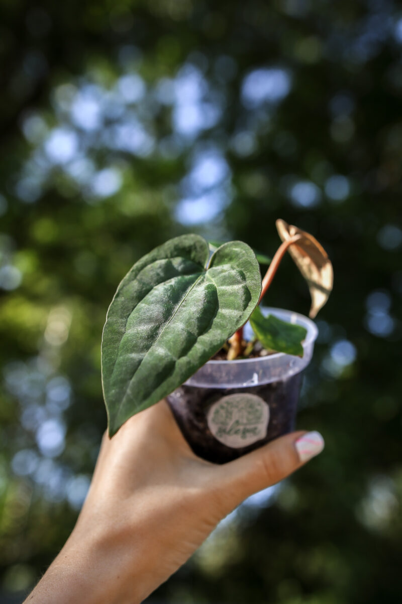 Anthurium Dark Phoenix