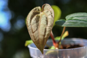 Anthurium Dark Phoenix
