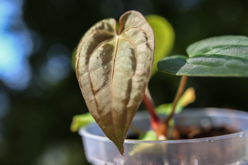 Anthurium Dark Phoenix