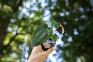 Anthurium Dark Phoenix