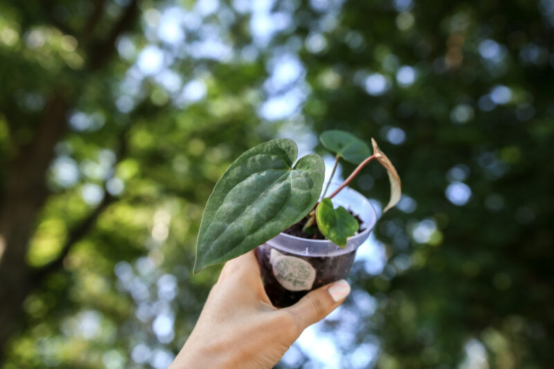 Anthurium Dark Phoenix