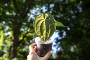 Anthurium forgetii x Anthurium luxurians