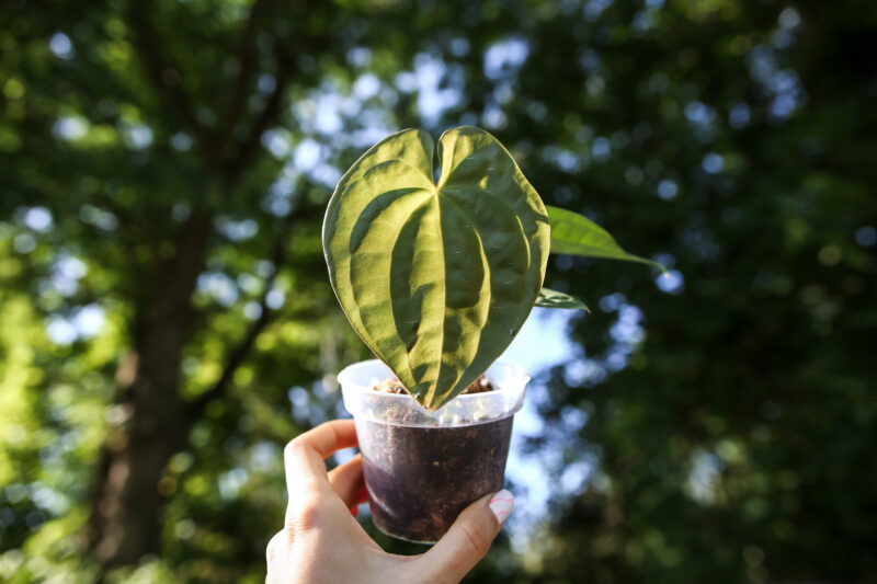 Anthurium forgetii x Anthurium luxurians
