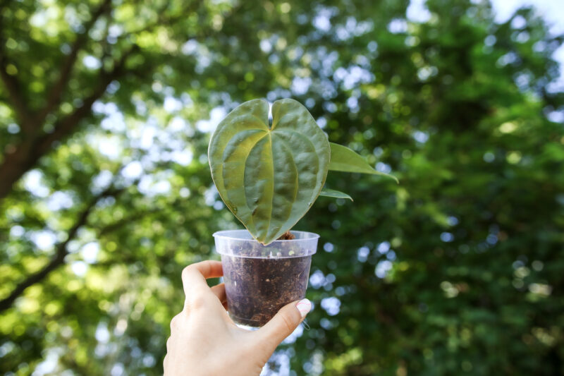 Anthurium forgetii x Anthurium luxurians