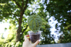 Anthurium forgetii x Anthurium luxurians