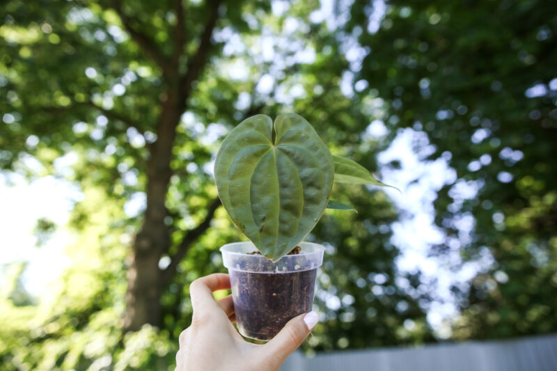 Anthurium forgetii x Anthurium luxurians