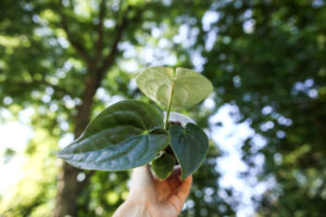 Anthurium forgetii x Anthurium luxurians