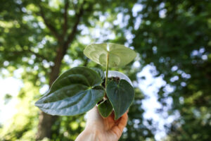 Anthurium forgetii x Anthurium luxurians