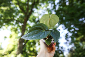 Anthurium forgetii x Anthurium luxurians