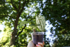Anthurium forgetii x Anthurium luxurians