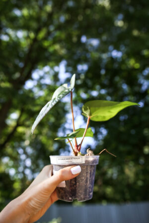 anthurium besseae aff x  anthurium pinkleyi