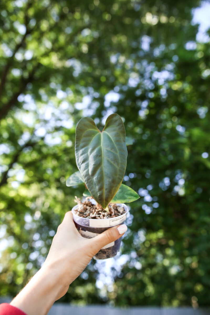anthurium besseae aff x  anthurium pinkleyi