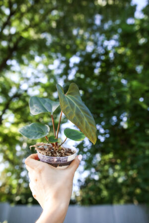 anthurium besseae aff x  anthurium pinkleyi