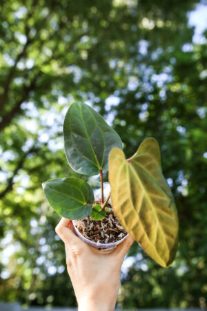anthurium besseae aff x  anthurium pinkleyi