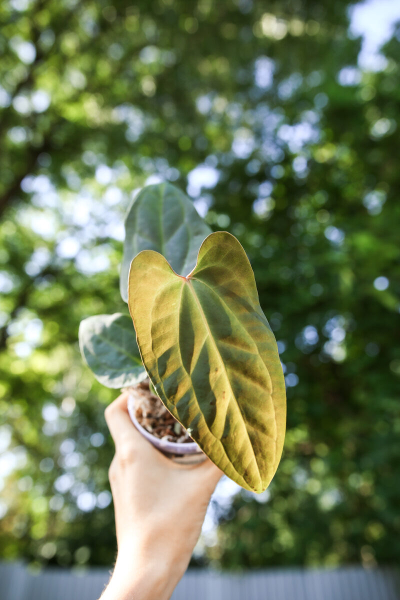 anthurium besseae aff x  anthurium pinkleyi