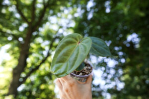 Anthurium Nigrolaminum x Anthurium Magnificum