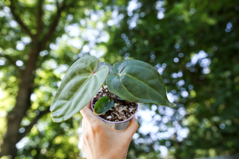 Anthurium Nigrolaminum x Anthurium Magnificum
