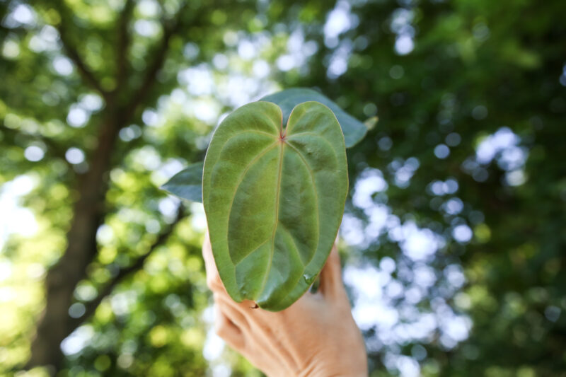 Anthurium Nigrolaminum x Anthurium Magnificum