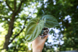 Anthurium Nigrolaminum x Anthurium Magnificum