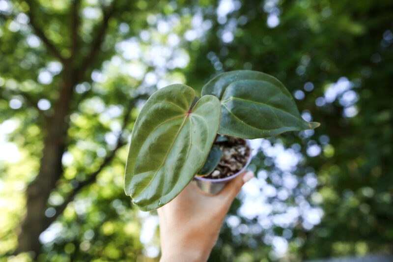 Anthurium Nigrolaminum x Anthurium Magnificum