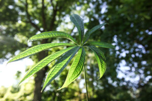 Anthurium croatii ‘corrugado’