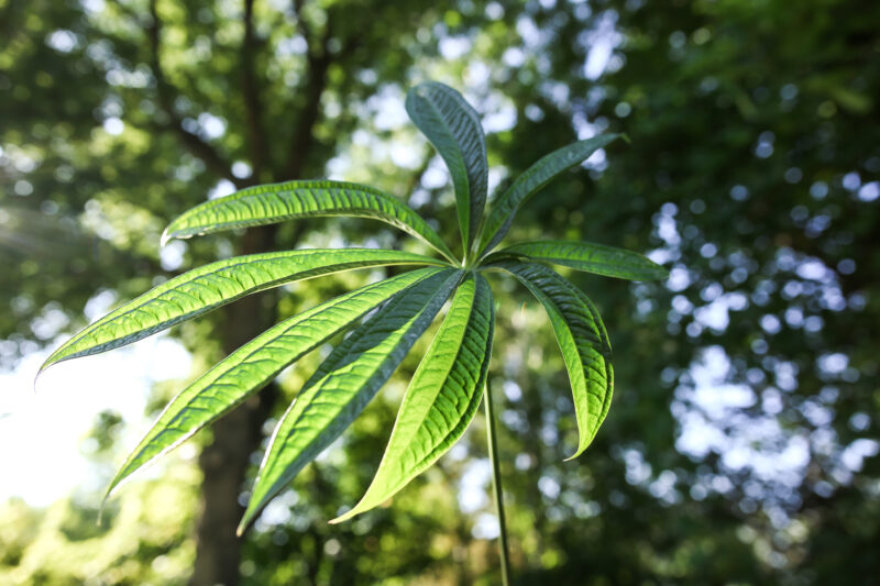 Anthurium croatii ‘corrugado’