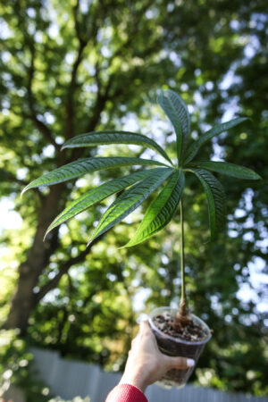 Anthurium croatii ‘corrugado’