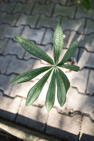Anthurium croatii ‘corrugado’