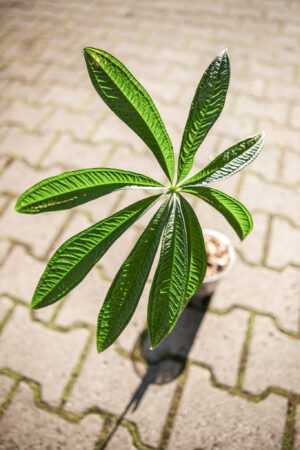 Anthurium croatii ‘corrugado’
