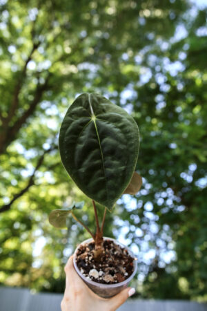 anthurium papillilaminum #2