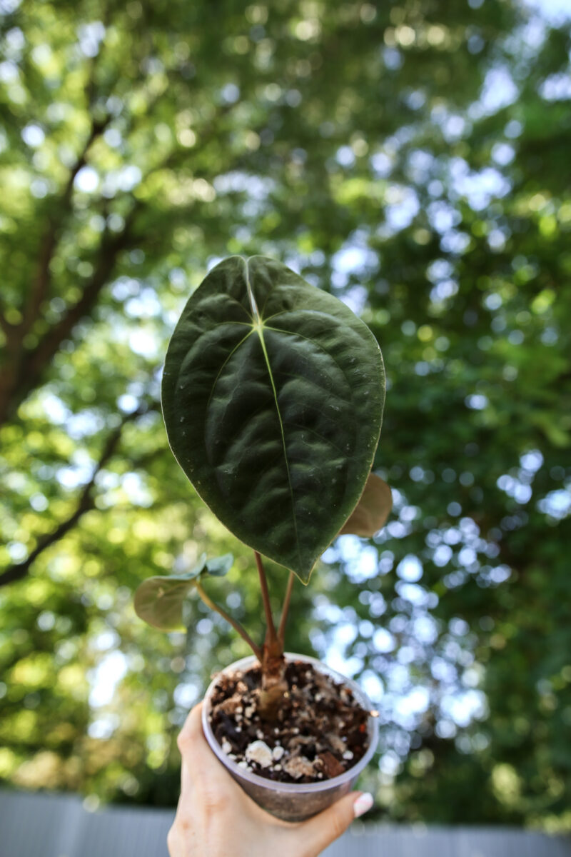 anthurium papillilaminum #2