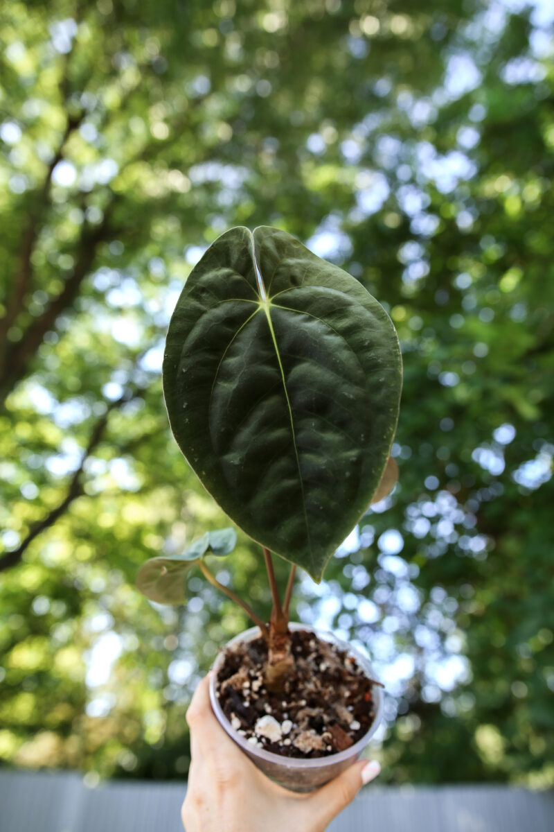 anthurium papillilaminum #2