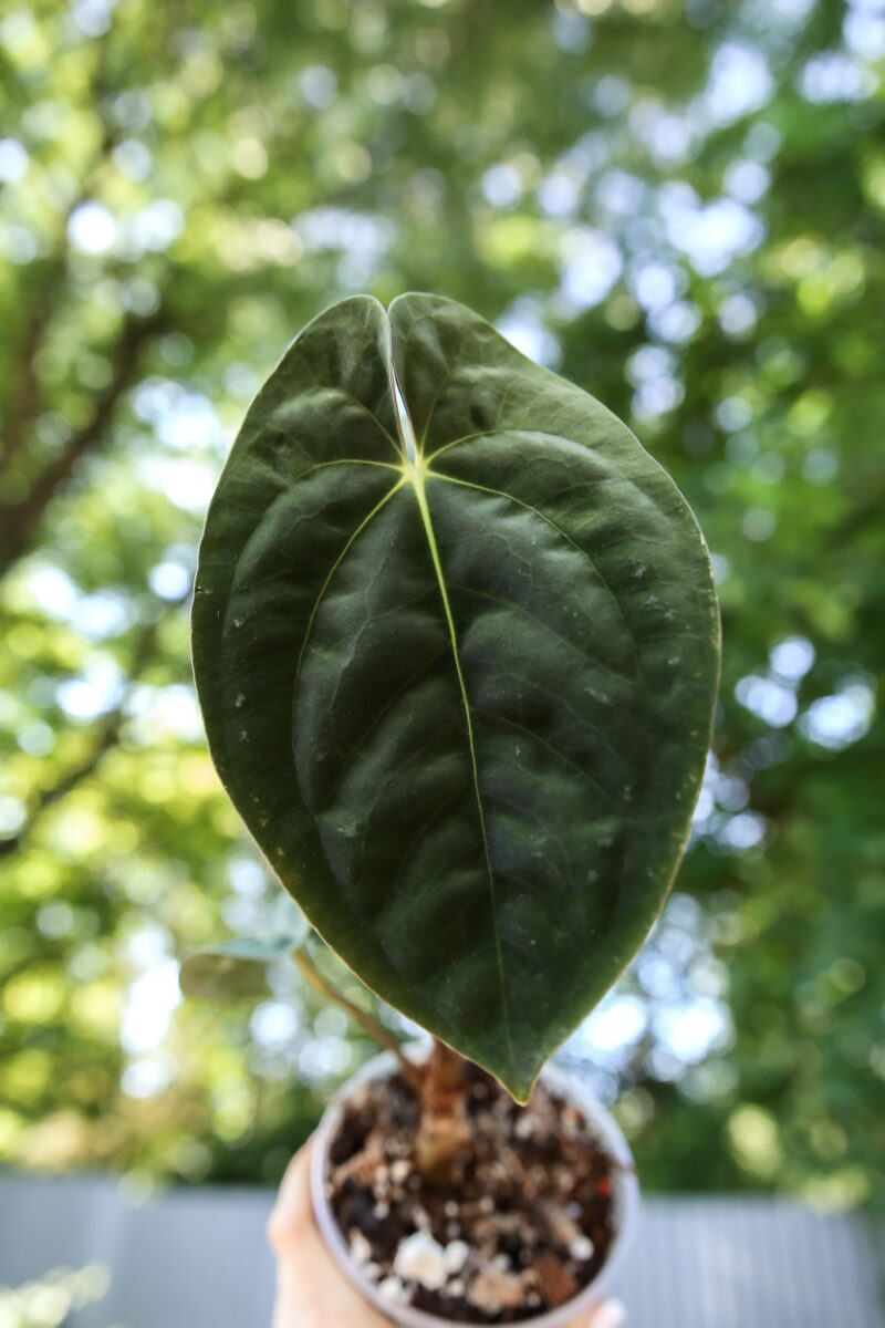 anthurium papillilaminum #2