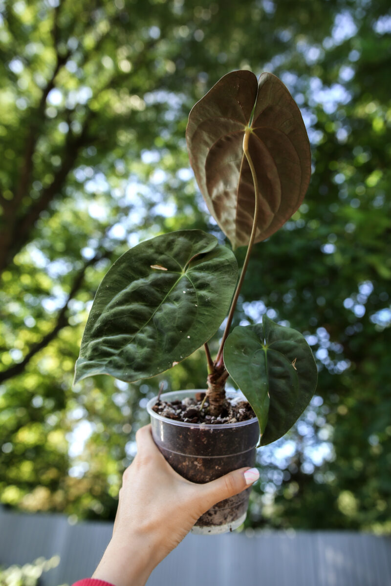 anthurium papillilaminum #2