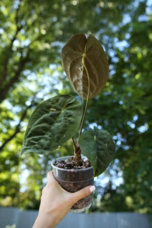 anthurium papillilaminum #2