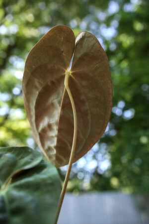 anthurium papillilaminum #2